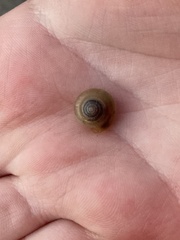 Gastropoda