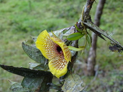 Telipogon hausmannianus