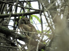 Glaucidium brasilianum