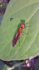 Sarginae