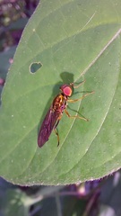 Sarginae