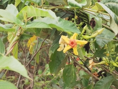 Mandevilla subsagittata
