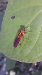 Sarginae