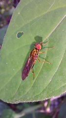 Sarginae