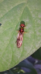 Sarginae