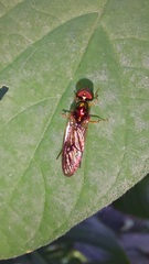Sarginae