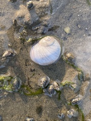 Neverita duplicata
