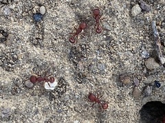 Pogonomyrmex