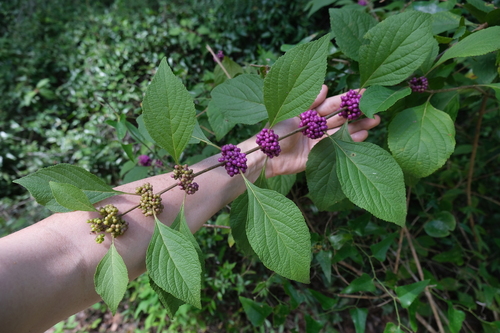 Callicarpa americana