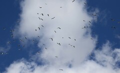 Chroicocephalus novaehollandiae