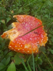 Amanita muscaria flavivolvata