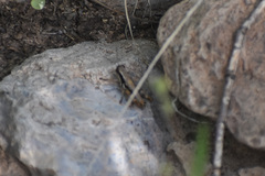 Phaedrotettix