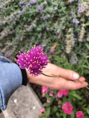 Gomphrena
