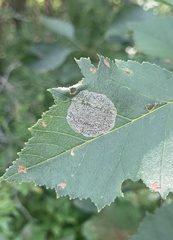 Parornix inusitatumella