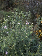 Symphyotrichum puniceum