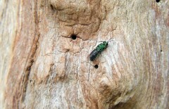 Chrysididae