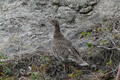 Dendragapus obscurus