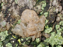 Tremella globispora