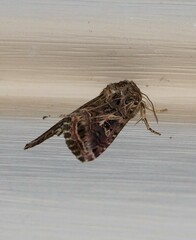 Spodoptera ornithogalli