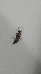 Paederus