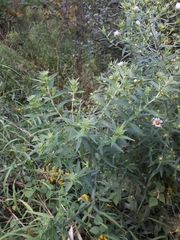 Symphyotrichum puniceum