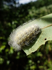 Megalopyge pyxidifera