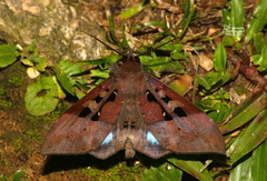 Ischyja marapok