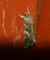 Spodoptera ornithogalli