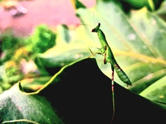 Hierodula patellifera