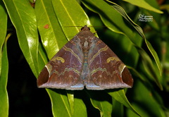 Pindara illibata