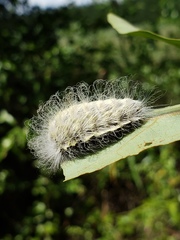 Megalopyge pyxidifera