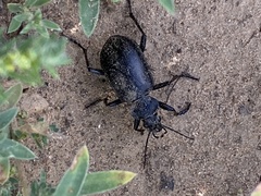 Calosoma