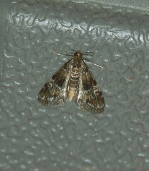 Elophila obliteralis