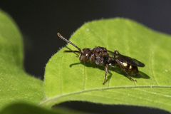 Nomada