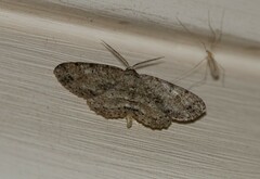 Melanolophia canadaria