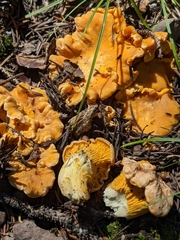 Cantharellus roseocanus