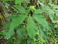 Syngonium podophyllum