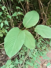 Marantaceae