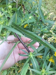 Symphyotrichum puniceum