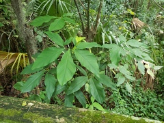 Syngonium podophyllum