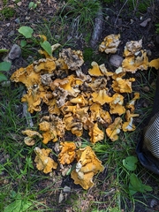 Cantharellus roseocanus