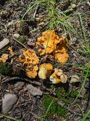Cantharellus roseocanus