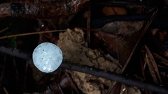 Tetrapyrgos nigripes