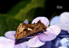 Chrysodeixis