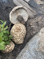 Neolentinus ponderosus