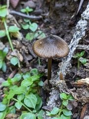 Nolanea