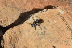Triepeolus verbesinae