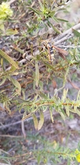 Sesiidae