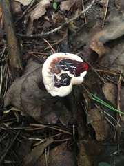 Hydnellum concrescens