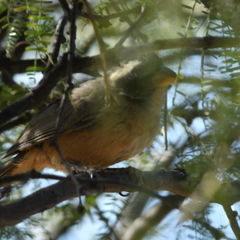 Saltator aurantiirostris